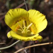 Mariposa Lily, Yellow