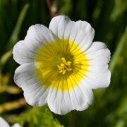 Meadowfoam, Common