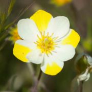 Meconella, Narrow-leaved