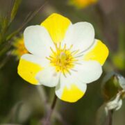 Meconella, Narrow-leaved