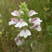 Linseed, Mediterranean