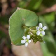 Miner's Lettuce