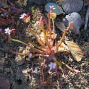 Miner's Lettuce, Narrow-leaved
