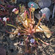 Miner's Lettuce, Narrow-leaved