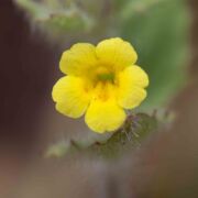 Monkeyflower, Floriferous