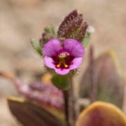 Monkeyflower, Rattan's