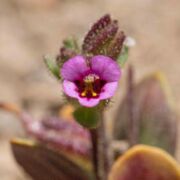 Monkeyflower, Rattan's