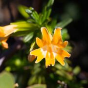 Monkeyflower, Santa Lucia Sticky
