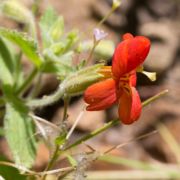 Monkeyflower, Scarlet Monkeyflower, Scarlet