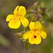Monkeyflower, Snouted
