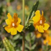 Monkeyflower, Sticky
