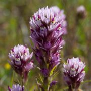 Owl's-clover, Denseflower