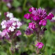 Owl's-clover, Graceful