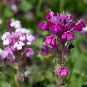 Owl's-clover, Graceful