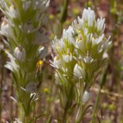 Owl's-clover, Denseflower (white) Owl's-clover, Denseflower (white)