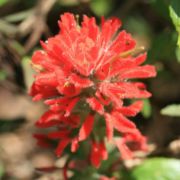 Paintbrush, Coast Indian