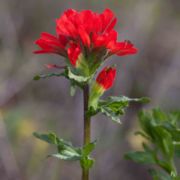 Paintbrush, Martin's