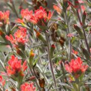 Paintbrush, Woolly Indian