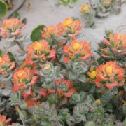 Painted Cup, Seaside