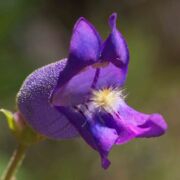 Penstemon, Grinnell's