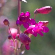 Penstemon, Hybrid