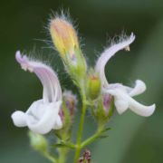 Penstemon, Yawning