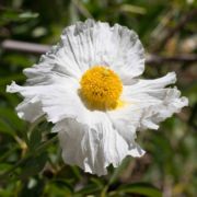 Poppy, Coulter's Matilija