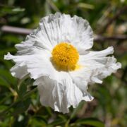 Poppy, Coulter's Matilija