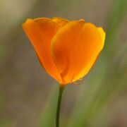 Poppy, Tufted