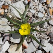 Primrose, Slender-flowered