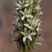 Rein-orchid, Elegant