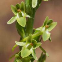 Rein-orchid, Michael's