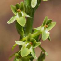 Rein-orchid, Michael's