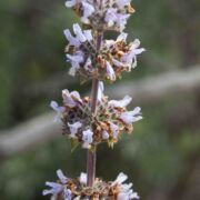 Sage, Black Sage, Black