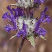 Sage, Thistle