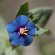 Scarlet Pimpernel