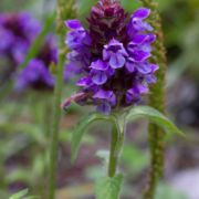 Self-heal