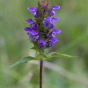 Self-heal, Lanceleaf