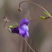 Snapdragon, Kellogg's