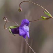 Snapdragon, Kellogg's