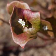 Springbeauty, Redstem