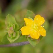 St John's Wort, Creeping