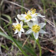 Star Lily, Dwarf Fremont's