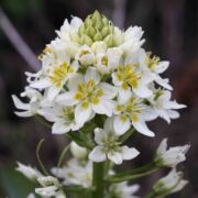 Star Lily, Fremont's