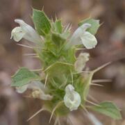 Thornmint, San Benito