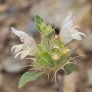 Thornmint, Santa Clara