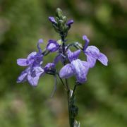 Toadflax, Blue