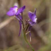 Toadflax, Split-lip