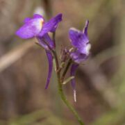 Toadflax, Split-lip