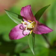 Trillium, Western